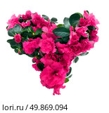 heart from azalea flowers for valentine’s day isolated on white. Стоковое фото, агентство Ingram Publishing / Фотобанк Лори