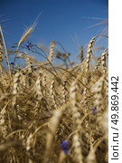 Closeup gold wheat and flowers against blue sky. Стоковое фото, агентство Ingram Publishing / Фотобанк Лори