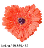 Heart from red daisy-gerbera with water drops isolated on white. Стоковое фото, агентство Ingram Publishing / Фотобанк Лори