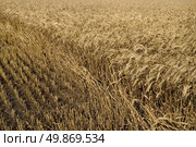 hayfield wheat background. Стоковое фото, агентство Ingram Publishing / Фотобанк Лори