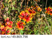 Многолетний цветок Гайлардия (Gaillardia), осенний сад, октябрь. Волгоградская область, Россия. Стоковое фото, фотограф Андрей Цыганков / Фотобанк Лори