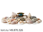 various color shells with stylized pearl isolated on white. Стоковое фото, агентство Ingram Publishing / Фотобанк Лори