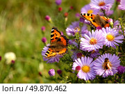 butterfly on flowers. Стоковое фото, агентство Ingram Publishing / Фотобанк Лори