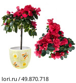 red azalea bouquet isolated on white. Стоковое фото, агентство Ingram Publishing / Фотобанк Лори
