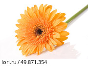 Yellow daisy-gerbera with water drops isolated on white. Стоковое фото, агентство Ingram Publishing / Фотобанк Лори