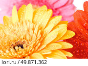 Close up pink daisy-gerbera with water drops. Стоковое фото, агентство Ingram Publishing / Фотобанк Лори