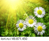 white chamomiles with green grass. Стоковое фото, агентство Ingram Publishing / Фотобанк Лори