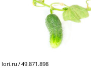 green cucumber on a white background. Стоковое фото, агентство Ingram Publishing / Фотобанк Лори