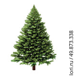 Christmas tree isolated on a white background without any decorations as a festive evergreen single plant with detailed pine needles for the holiday season including New Year. Стоковое фото, агентство Ingram Publishing / Фотобанк Лори