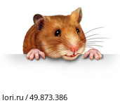 Cute hamster smiling and happy holding a blank white billboard comunications card with pink hairy paws andrealistic detailed fur on a white backround. Стоковое фото, агентство Ingram Publishing / Фотобанк Лори
