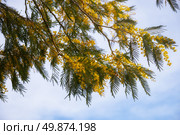 Acacia dealbata tree in blossom. This plant with yellow flowers is also known as mimosa. Стоковое фото, фотограф Сергей Пристяжнюк (Serg Zastavkin) / Фотобанк Лори