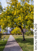 Цветущее дерево мимозы в парке в Сочи. Mimosa Acacia dealbata tree in blossom in the park over footpath in Sochi. Стоковое фото, фотограф Сергей Пристяжнюк (Serg Zastavkin) / Фотобанк Лори