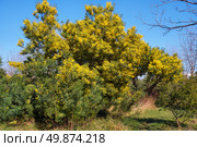 Цветущее дерево мимозы в парке в Сочи. Acacia dealbata tree in blossom. This plant with yellow flowers is also known as mimosa. Стоковое фото, фотограф Сергей Пристяжнюк (Serg Zastavkin) / Фотобанк Лори