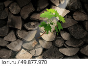 Persistence and determination business concept with chopped trees as firewood with an emerging new tree growing out of the dead wood as a symbol of unstoppable aspirations and hope for future success. Стоковое фото, агентство Ingram Publishing / Фотобанк Лори