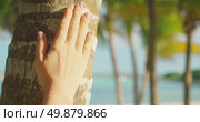 Hand touching the textured trunk of a palm tree in bright sun on beach in Yucatan Mexico. Стоковое видео, видеограф Igor Tichonow / Фотобанк Лори