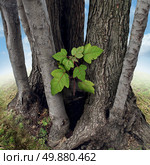 Safe investment business concept with a new green sappling being protected and nurtured by larger established trees growing around the budding team member as a financial metaphor for a secure place to invest wealth. Стоковое фото, агентство Ingram Publishing / Фотобанк Лори