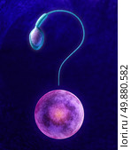 Human fertility questions and reproductive health confusion and uncertainty as a male sperm cell and female egg in the shape of a question mark as a stress concept for reproduction and medical sex information. Стоковое фото, агентство Ingram Publishing / Фотобанк Лори