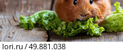 A hamster is munching on a piece of lettuce placed on a wooden surface. Стоковое AI-изображение, AI-художник Данила Большаков / Фотобанк Лори
