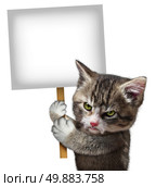 Angry cat holding a blank card sign as an annoyed and furious cute kitten feline with an enraged expression protesting and communicating a message pertaining to pet care on an isolated white background. Стоковое фото, агентство Ingram Publishing / Фотобанк Лори