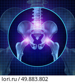 Back joint pain and human backache with skeleton showing the hip spine and vertebral column in glowing highlight as a medical health care concept for spinal surgery and therapy. Стоковое фото, агентство Ingram Publishing / Фотобанк Лори