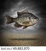 Fish out of water as a business or lifestyle metaphor for adapting to changes in the environment as an aquatic animal floating above dried cracked ground as a symbol of crisis management and overcoming challenges as climate change. Стоковое фото, агентство Ingram Publishing / Фотобанк Лори