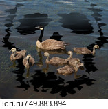 Wildlife danger and animal conservation concept as a young family of canada geese on a lake polluted from a toxic oil spill shaped as a death skull symbol as a metaphor for environmental damage to nature and the protection of natural habitat. Стоковое фото, агентство Ingram Publishing / Фотобанк Лори