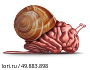 Thinking slow and brain function problems concept as a human organ in a snail shell as a mental health symbol for struggling with memory and  dementia as alzheimer or neurology challenges. Стоковое фото, агентство Ingram Publishing / Фотобанк Лори