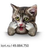 Surprised cat character as a purebred kitten with an anthropomorphic expression of fear on a horizontal blank sign on a white background. Стоковое фото, агентство Ingram Publishing / Фотобанк Лори