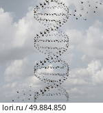 DNA in nature and medical science research concept as a group of flying birds shaped as a double helix as a biotechnology and health care biology technology symbol for gene chemistry and genetic medicine.

. Стоковое фото, агентство Ingram Publishing / Фотобанк Лори