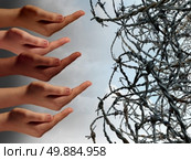 Refugee crisis concept as a group of hands from refugees in distress reaching with open hands asking for help faced with barbed wire fence keeping the suffering people out as a global social issue symbol. Стоковое фото, агентство Ingram Publishing / Фотобанк Лори