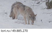 Волк серый, животные едят яблоки в снегу, Canis lupus. Стоковое видео, видеограф Дмитрий Якубович / Фотобанк Лори