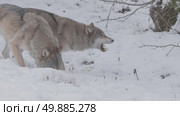 Волк серый, животные едят яблоки в снегу, Canis lupus. Стоковое видео, видеограф Дмитрий Якубович / Фотобанк Лори