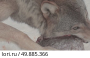 Волк серый, животное грызёт мясо, звери разрывают добычу, Canis lupus. Стоковое видео, видеограф Дмитрий Якубович / Фотобанк Лори