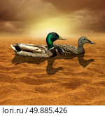 Climate change and limited opportunity concept as a pair of ducks in the middle of a dry hot desert as a bad business investment decision metaphor for adversity and struggle for survival or a drought symbol for global warming. Стоковое фото, агентство Ingram Publishing / Фотобанк Лори