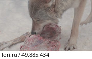 Волк серый, животное грызёт мясо, звери разрывают добычу, Canis lupus. Стоковое видео, видеограф Дмитрий Якубович / Фотобанк Лори