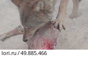 Волк серый, животное грызёт мясо, звери разрывают добычу, Canis lupus. Стоковое видео, видеограф Дмитрий Якубович / Фотобанк Лори