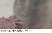Волк серый, животное грызёт мясо, звери разрывают добычу, Canis lupus. Стоковое видео, видеограф Дмитрий Якубович / Фотобанк Лори