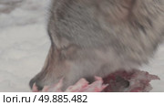 Волк серый, животное грызёт мясо, звери разрывают добычу, Canis lupus. Стоковое видео, видеограф Дмитрий Якубович / Фотобанк Лори