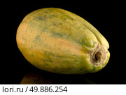 Papaya isolated on a black background. Стоковое фото, агентство Ingram Publishing / Фотобанк Лори