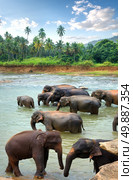 Herd of elephants in river of jungle. Стоковое фото, агентство Ingram Publishing / Фотобанк Лори