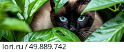 A Siamese cat with striking blue eyes concealing itself within a lush green plant, blending in with its surroundings. Стоковое AI-изображение, AI-художник Данила Большаков / Фотобанк Лори