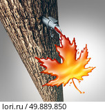 Maple sap flowing concept as a sweet tree liquid dripping  drops of syrup shaped as a maple leaf as a northern spring season traditional sugaring off at a sugar shack symbol as a 3D illustration. Стоковое фото, агентство Ingram Publishing / Фотобанк Лори