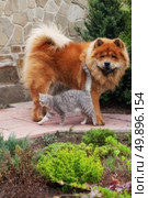 friendship between dog chow-chow and british cat. Стоковое фото, агентство Ingram Publishing / Фотобанк Лори