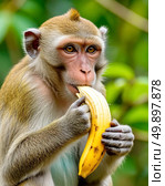 Monkey with a banana. Стоковое AI-изображение, AI-художник Сергей Елизарьев / Фотобанк Лори