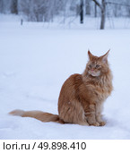 Рыжий кот на снегу. Стоковое фото, фотограф Александр Лубенцов / Фотобанк Лори