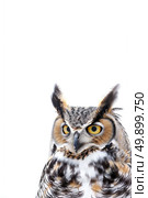 A large owl is sitting calmly on a clean white surface, with its feathers visible in intricate detail. Стоковое AI-изображение, AI-художник Данила Большаков / Фотобанк Лори