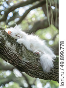 A white kitten peacefully asleep on a tree branch, curled up in a cozy nap. Стоковое AI-изображение, AI-художник Данила Большаков / Фотобанк Лори