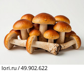 Edible mushrooms on a white isolated background. AI generated. Стоковое AI-изображение, AI-художник Анна Никонорова / Фотобанк Лори