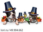 Thanksgiving pet celebration as a blank sign with a fun cat happy dog cute hamster and budgie each wearing a pilgrim hat head garment as an autumn seasonal symbol for funny pets in costume with 3D illustration elements. Стоковое фото, агентство Ingram Publishing / Фотобанк Лори