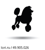 Poodle icon. Black background with white. Vector illustration. Стоковая иллюстрация, агентство Ingram Publishing / Фотобанк Лори